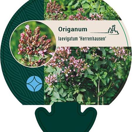 Origanum laevigatum 'Herrenhausen' Pot 9 cm