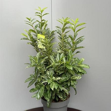 Prunus l. 'Marbled White' Pot 15 liter 70 - 80 cm