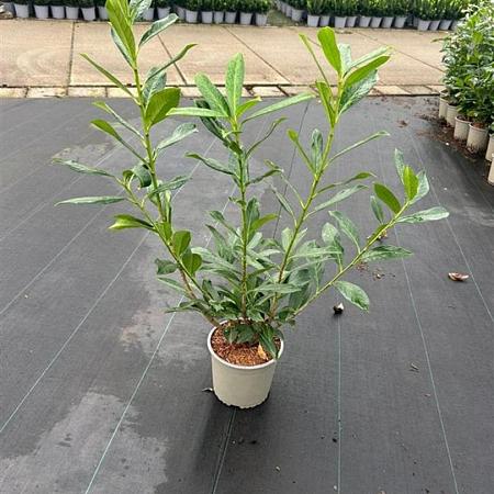 Prunus l. 'Caucasica' Pot 3 Liter 60 - 80 cm
