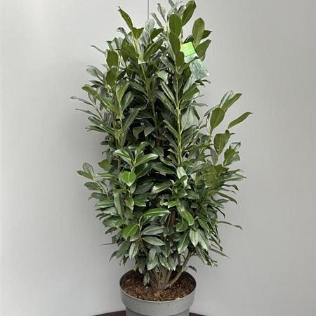 Prunus l. Elly Pot 15 liter 80 - 100 cm