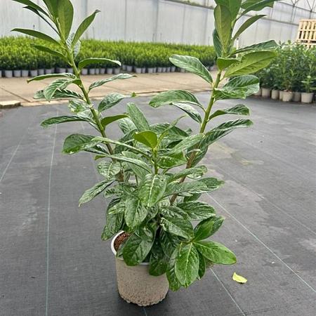 Prunus l. 'Novita' Pot 3 Liter 40 - 50 cm