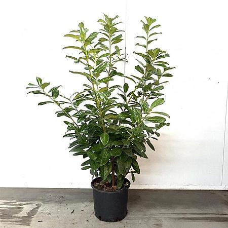 Prunus l. 'Novita' Pot 15 liter 100 - 125 cm