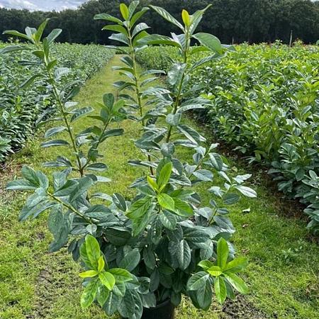 Prunus l. 'Novita' Pot 15 liter 125 - 150 cm