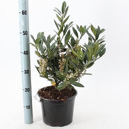 Prunus l. 'Otto Luyken' Pot 5 Liter 30 - 40 cm