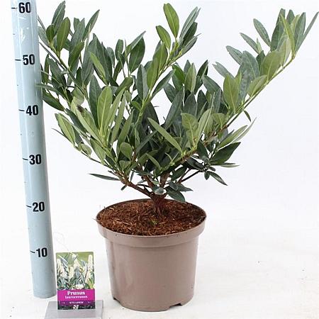Prunus l. 'Otto Luyken' Pot 5 Liter 30 - 40 cm