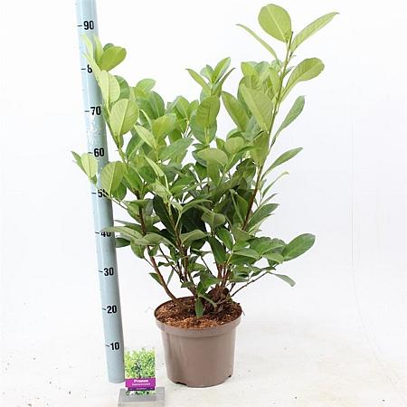 Prunus l. 'Rotundifolia' Pot 5 Liter 60 - 70 cm