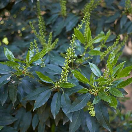 Prunus lusitanica 'Brenelia' Pot 4 Liter 40 - 60 cm