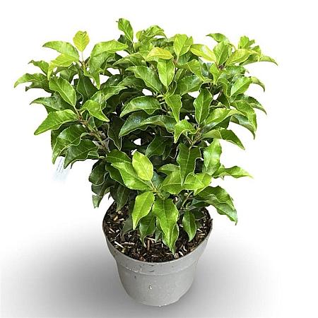 Prunus lusitanica 'Brenelia' Pot 4 Liter 40 - 60 cm