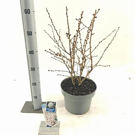 Prunus nipponica 'Brillant' Pot 5 Liter 50 - 60 cm