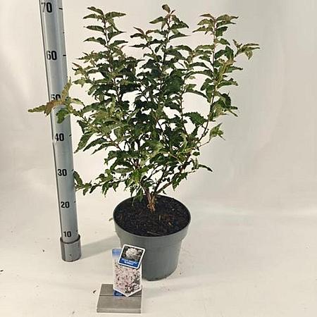 Prunus nipponica 'Brillant' Pot 5 Liter 50 - 60 cm