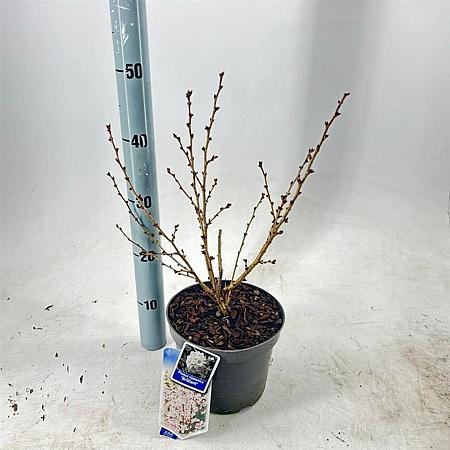 Prunus nipponica 'Brillant' Pot 3 Liter 30 - 40 cm