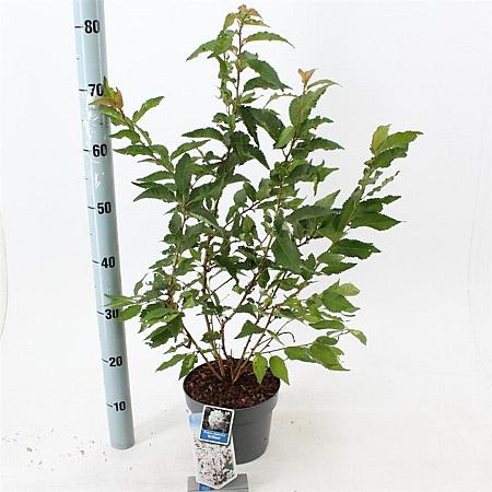 Prunus nipponica 'Brillant' Pot 3 Liter 30 - 40 cm