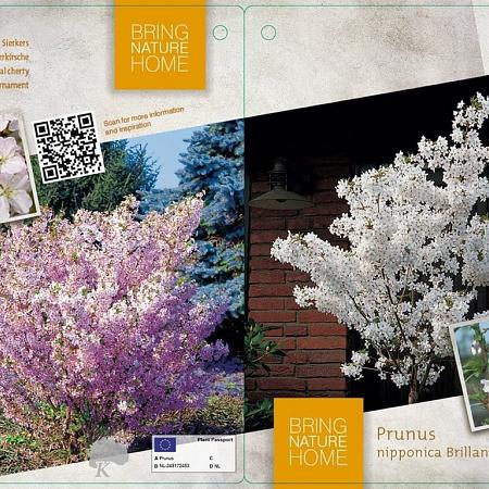 Prunus nipponica 'Brillant' Pot 4 Liter 40 - 60 cm