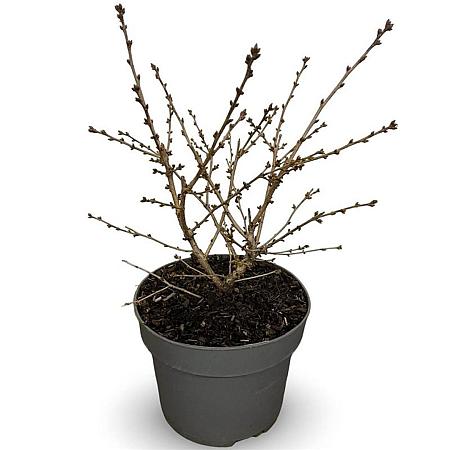 Prunus nipponica 'Brillant' Pot 4 Liter 40 - 60 cm