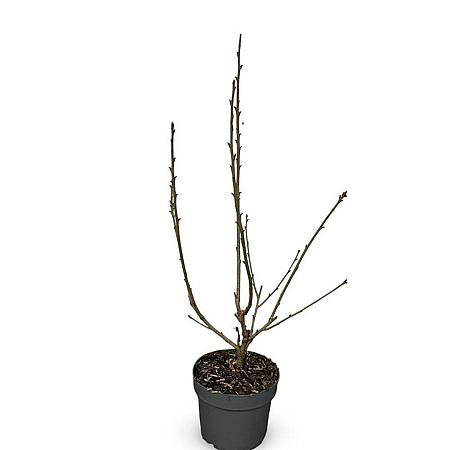 Prunus ser. 'Kanzan' Pot 4 Liter 60 - 80 cm