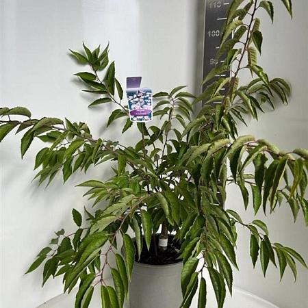 Prunus subh. 'Autumnalis' Pot 10 liter 50 - 60 cm
