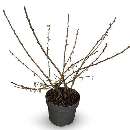 Prunus subh. 'Autumnalis Rosea' Pot 4 Liter 60 - 80 cm