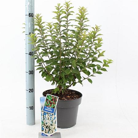 Prunus tomentosa Pot 5 Liter 30 - 40 cm