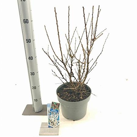 Prunus tomentosa Pot 5 Liter 30 - 40 cm