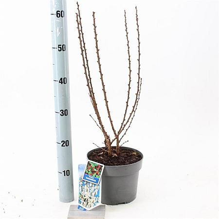 Prunus tomentosa Pot 3 Liter 30 - 40 cm