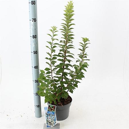 Prunus tomentosa Pot 3 Liter 30 - 40 cm