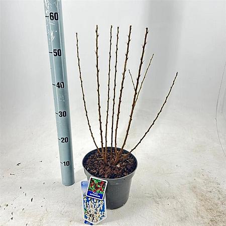 Prunus tomentosa Pot 3 Liter 30 - 40 cm
