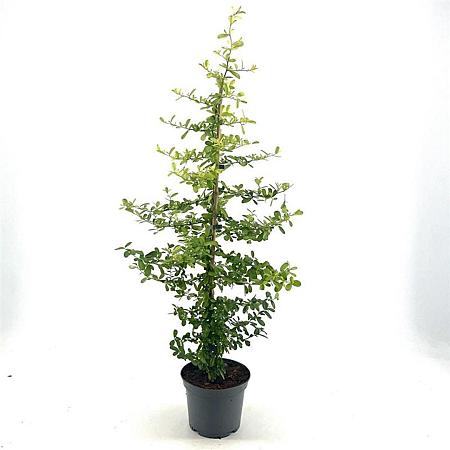Pyracantha 'Golden Paradise' Pot 3 Liter 40 - 50 cm