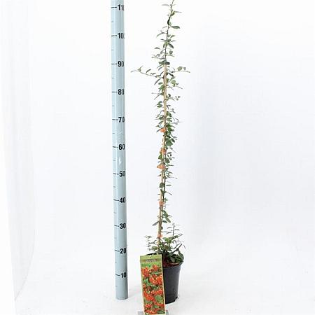 Pyracantha 'Orange Glow' Pot 2 Liter60 - 70 cm