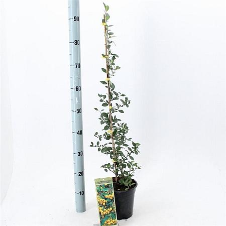 Pyracantha 'Soleil d'Or' Pot 2 Liter60 - 70 cm