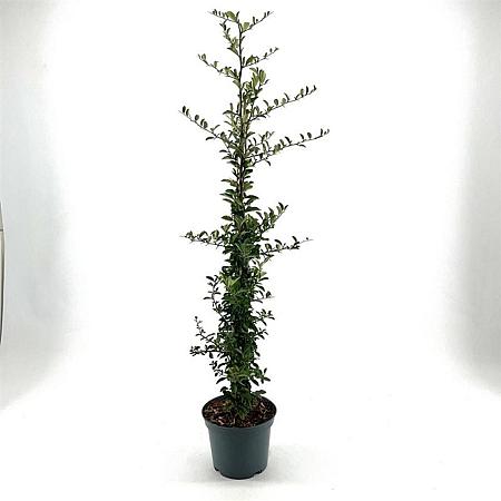 Pyracantha 'Soleil d'Or' Pot 3 Liter 60 - 80 cm
