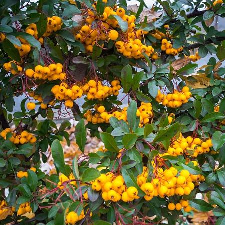 Pyracantha 'Soleil d'Or' Pot 3 Liter 60 - 80 cm