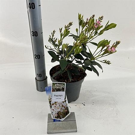 Rhaphiolepis indica 'White Cloud' Pot 2 Liter 20 - 30 cm