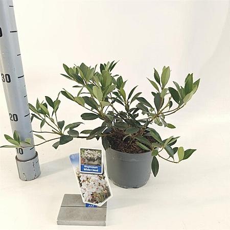 Rhaphiolepis indica 'White Cloud' Pot 2 Liter 20 - 30 cm