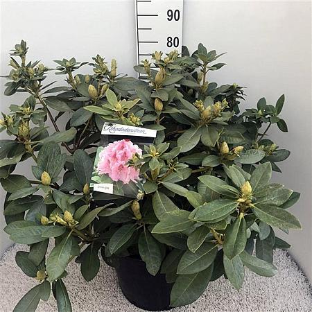 Rhododendron 'Albert Schweitzer' Pot 30 Liter 