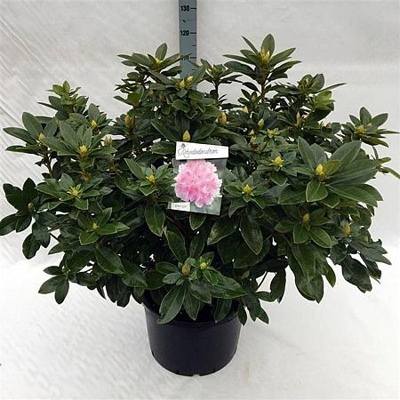 Rhododendron 'Albert Schweitzer' Pot 40 Liter 80 - 100 cm