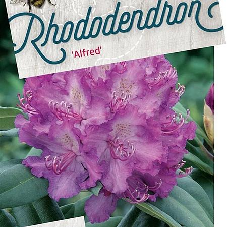 Rhododendron 'Alfred' Pot 20 liter 50 - 60 cm