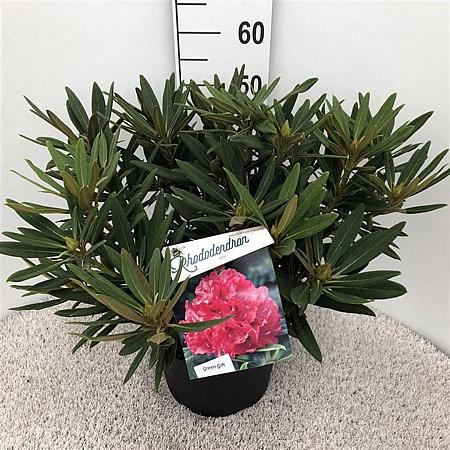 Rhododendron 'Ana' Pot 10 liter