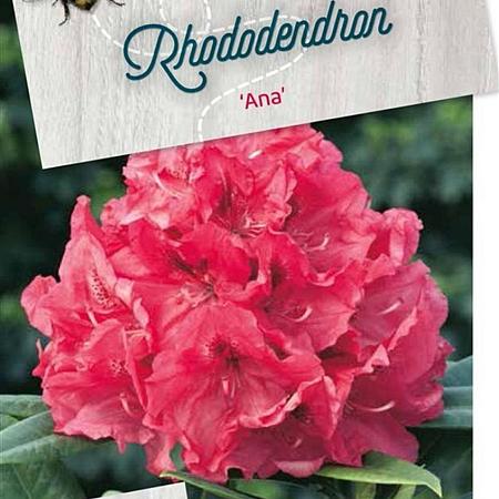 Rhododendron 'Ana' Pot 20 liter 50 - 60 cm