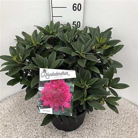 Rhododendron 'Anah Kruschke' Pot 10 liter