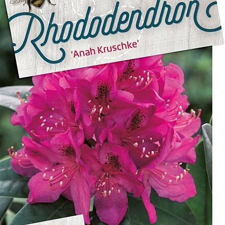 Rhododendron 'Anah Kruschke' Pot 30 Liter 