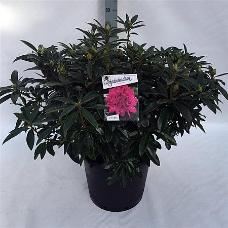 Rhododendron 'Anah Kruschke' Pot 30 Liter 
