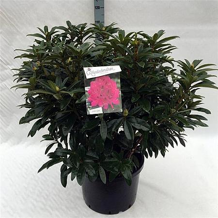 Rhododendron 'Anah Kruschke' Pot 40 Liter 80 - 100 cm