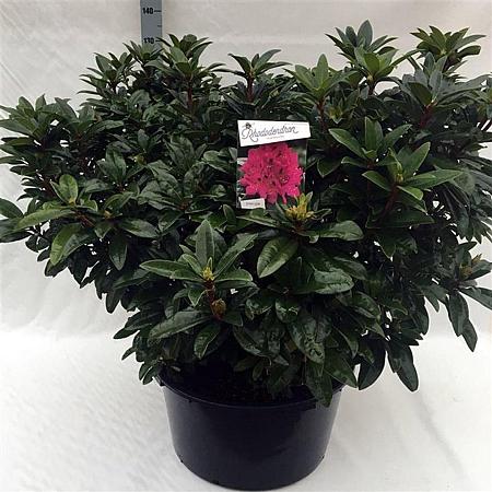 Rhododendron 'Anah Kruschke' Pot 70 Liter 