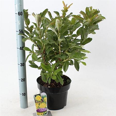 Rhododendron (AK) 'Anneke' Pot 5 Liter 30 - 40 cm