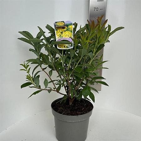 Rhododendron (AK) 'Anneke' Pot 5 Liter 30 - 40 cm