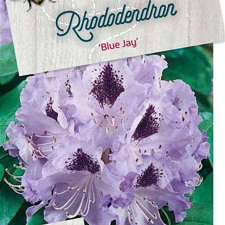 Rhododendron 'Blue Jay' Pot 40 Liter 