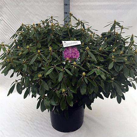 Rhododendron 'Catawb. Grandiflorum' Pot 40 Liter 80 - 100 cm