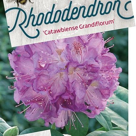 Rhododendron 'Catawb. Grandiflorum' Pot 85 Liter 