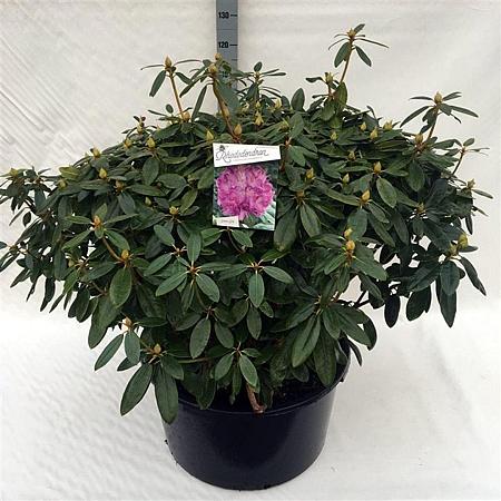 Rhododendron 'Catawb. Grandiflorum' Pot 85 Liter 