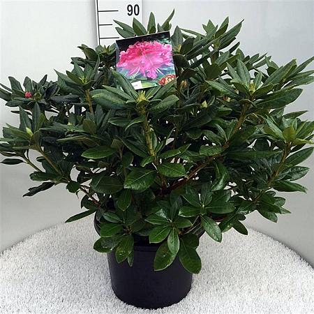 Rhododendron 'Cosmopolitan' Pot 20 Liter